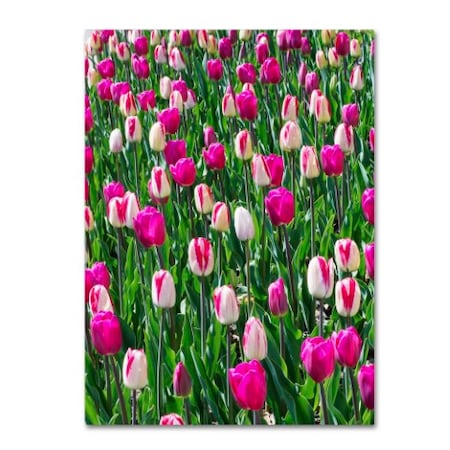 Kurt Shaffer 'Tulips' Canvas Art,24x32